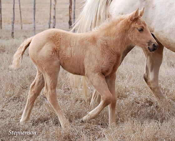 CD Diamond x Cat N Gail - 2018 Filly